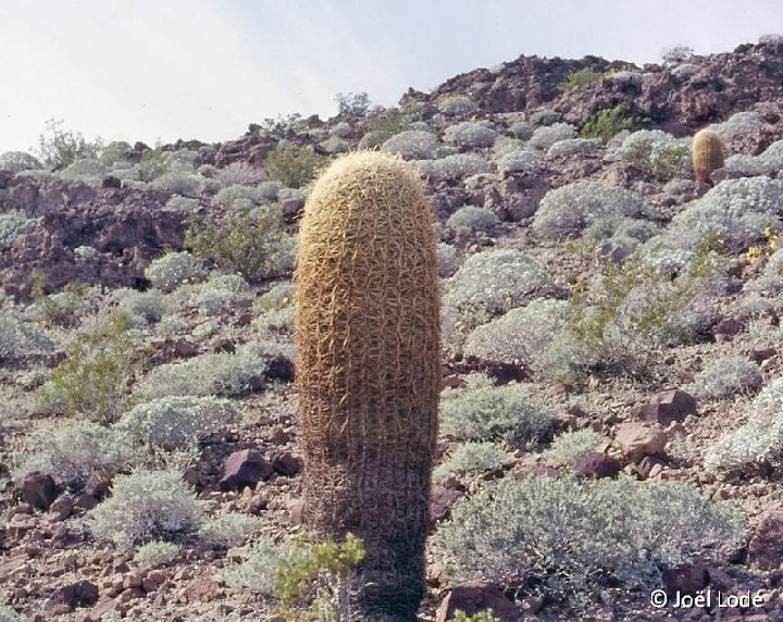 Ferocactus acanthodes, Ocotillo, Cal., USA ©JL